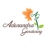 ADENANDRA GARDENING